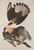 Collection of 4 Vintage 1966 John James Audubon Double-Sided Reproduction Prints — Eagle, Falcon, Dove, Swift, Finch,...