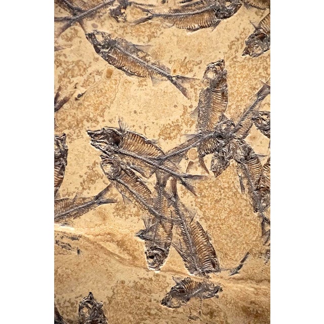 Contemporary Fossil Fish Mural 7774am For Sale - Image 3 of 3