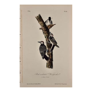 Audubon Red-Cockaded Woodpecker: A First Octavo Edition Audubon Hand-Colored Lithograph, 1840 For Sale