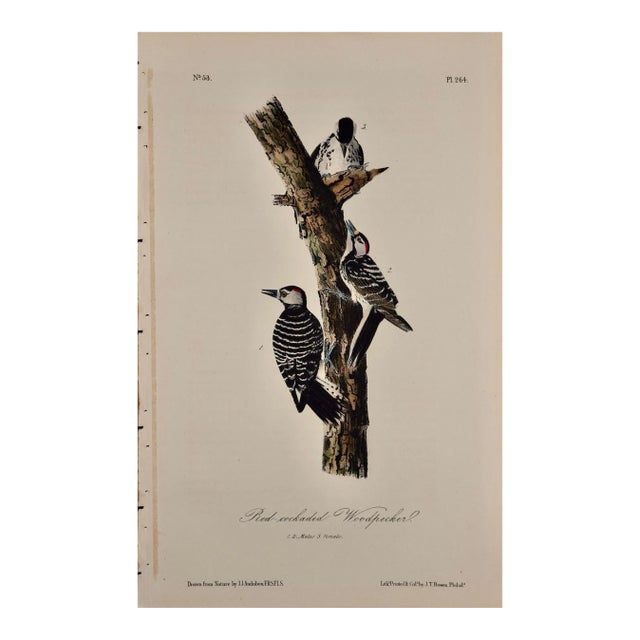 Audubon Red-Cockaded Woodpecker: A First Octavo Edition Audubon Hand-Colored Lithograph, 1840 For Sale
