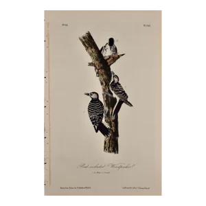 Audubon Red-Cockaded Woodpecker: A First Octavo Edition Audubon Hand-Colored Lithograph, 1840