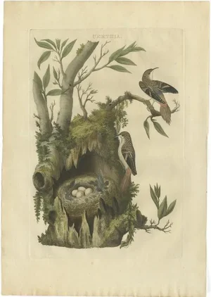 Sepp, Houttuyn & Nozeman, The Certhia, 1770, Print