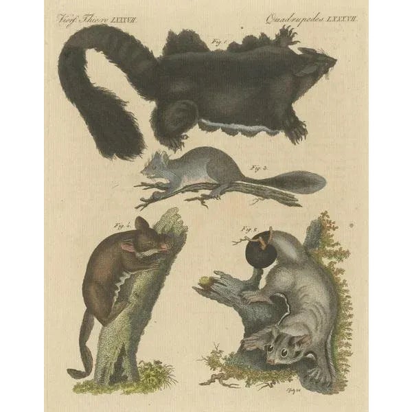Bertuch, Illustration of Didelphis Species Opossum, Flying Squirrel and More, Print For Sale - Image 3 of 6