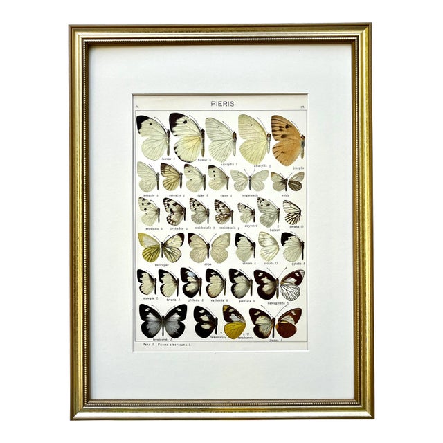 Antique Original Color Lithograph of American Butterflies by Seitz 1911 For Sale
