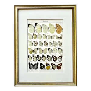 Antique Original Color Lithograph of American Butterflies by Seitz 1911