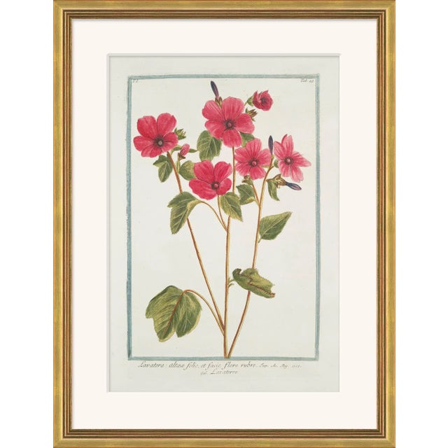 Traditional Hortus Romanus 1772-1793 XXXX Framed Art Print For Sale - Image 3 of 3