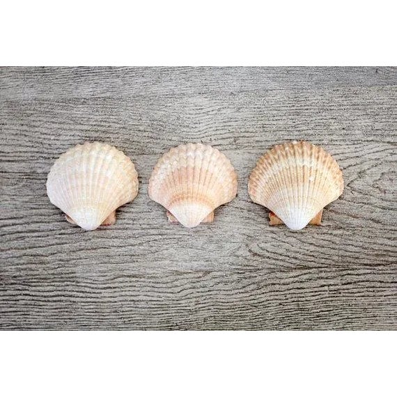 This is a collection of 3 vintage Mexican cup shells. The deep, cup like nature of the shells makes them perfect as a...