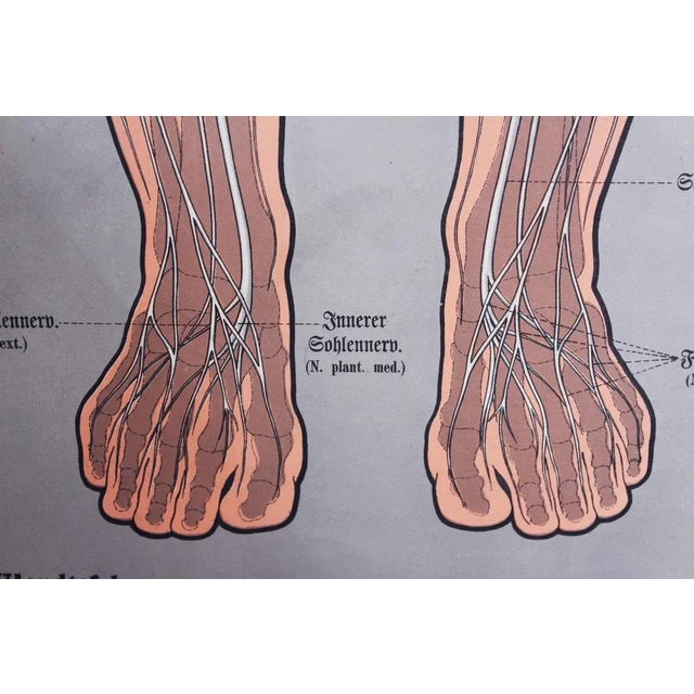 Antique Illustration Anatomy Poster For Sale - Image 4 of 11