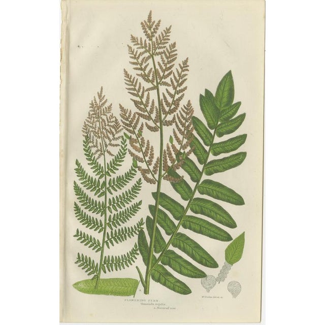 Interrupted Club Moss, Marsh Club Moss and Alpine Club Moss Botanicals Prints, 1873, Set of 3 For Sale - Image 3 of 9