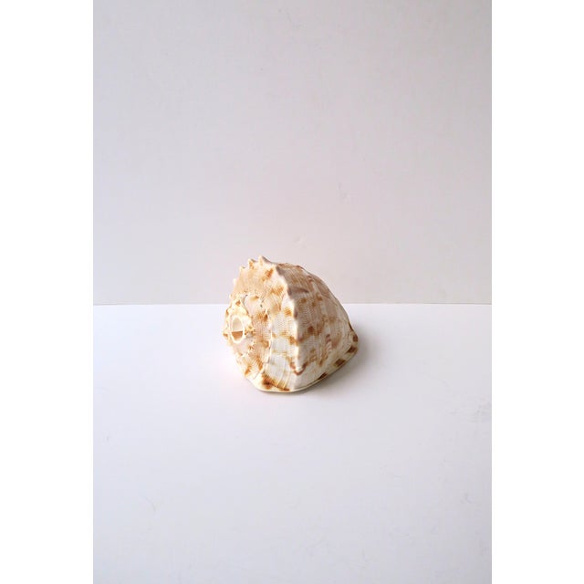 Early 20th Century Seashell Natural Tonna Galea, Circa 20th Century For Sale - Image 5 of 11