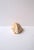 Early 20th Century Seashell Natural Tonna Galea, Circa 20th Century For Sale - Image 5 of 11