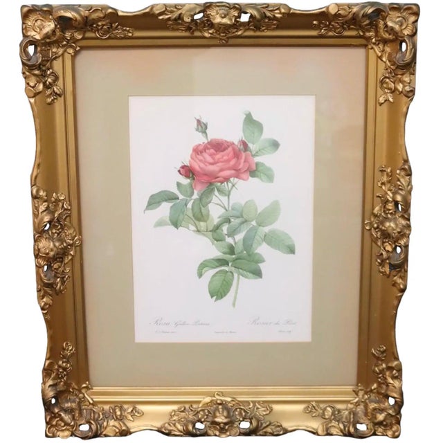 Mid 20th Century Large Framed Pierre-Joseph Redouté "Rosa Gallica Pontiana" Botanical Reproduction Print For Sale In Portland, ME - Image 6 of 12