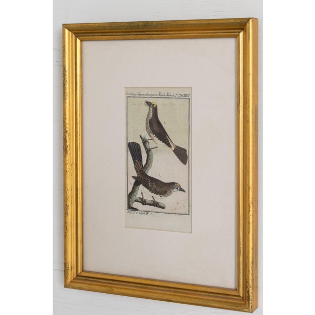 19th Century Set of Framed Avian / Bird Engravings For Sale - Image 11 of 11