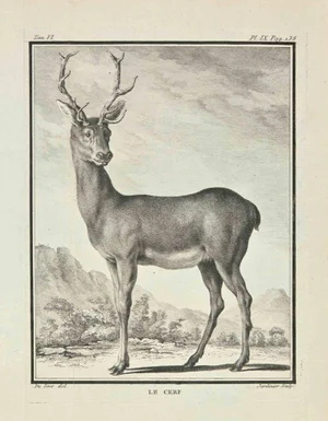 Claude Jardinier, Le Cerf, Etching, 1771