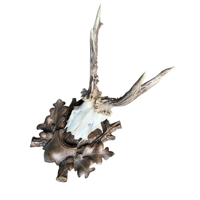 Cabin Roe Deer Trophy 59 Black Forest Antlers For Sale - Image 3 of 5