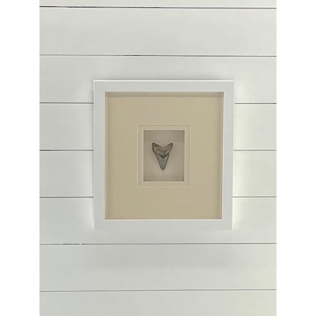 This is a great display for nautical decor or a child's rooms. A real stone age megladon sharks tooth. Custom framed in a...