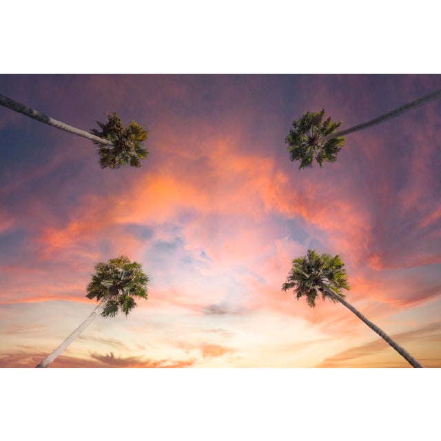 Los Angeles Palm Trees California Landscape Photograph by Richard Silver, 16 x 24 For Sale