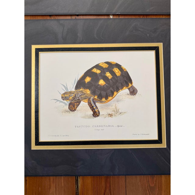 Beautiful pair! Beautifully matted! Pair of Testudo Carbonaria and Testudo Radiata Prints Printed by C. Hullmandel Perfect...