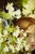Jasmine by Nadezda | Oil on Panel Portrait of a woman among jasmine flowers For Sale - Image 4 of 5