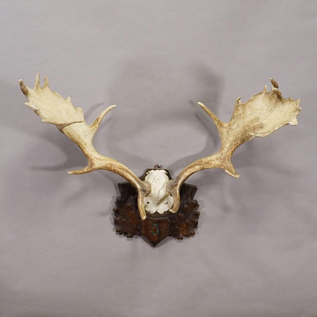 Antique Black Forest Fallow Deer Trophy, Germany ca.1900 For Sale - Image 4 of 6