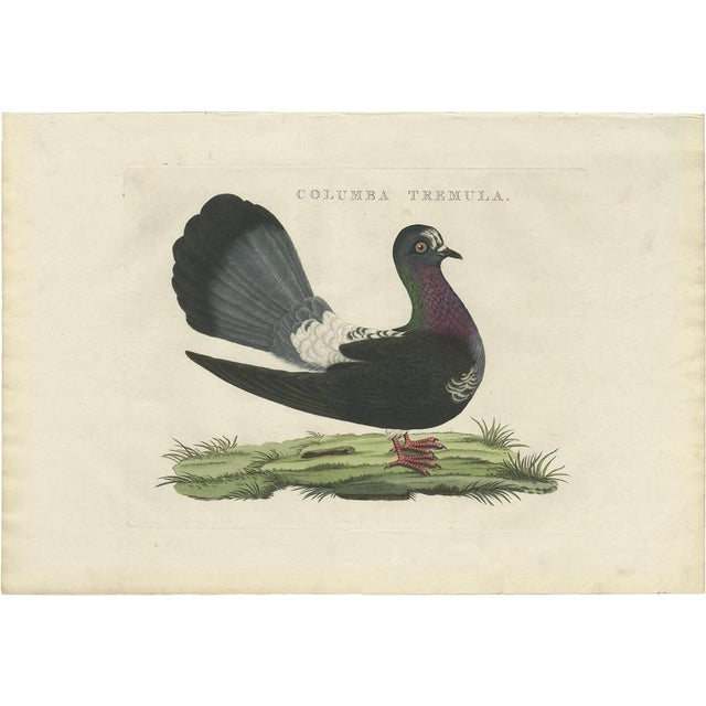 J. C. Sepp, M. Houttuyn & C. Nozeman, Bird Illustration of the Fantail Pigeon, 1829, Print For Sale