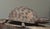 1930s Antique Hand Carved Folk Art Turtle Sculpture For Sale - Image 5 of 12