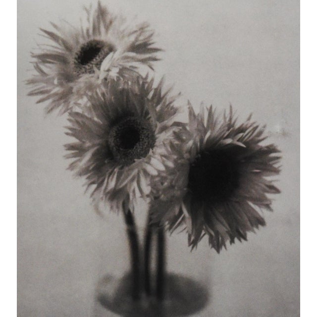 Capture the understated beauty of nature with "Gerbera Trio," a stunning 20" x 20" photograph that celebrates the delicate...