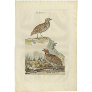 Sepp & Nozeman, Common Quail, 1789, Hand-Colored Print For Sale