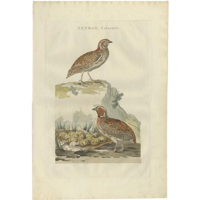 Sepp & Nozeman, Common Quail, 1789, Hand-Colored Print For Sale