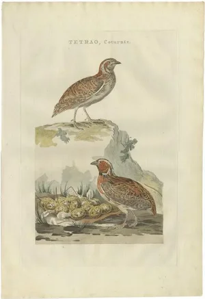 Sepp & Nozeman, Common Quail, 1789, Hand-Colored Print