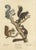 Schinz, Illustration of Various Squirrel Species, 1824, Hand Colored Print For Sale - Image 3 of 6