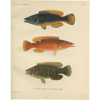 Wilhelm von Wright, Wrasse Duo and Corkwing, 1895, Print For Sale