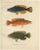 Wilhelm von Wright, Wrasse Duo and Corkwing, 1895, Print For Sale