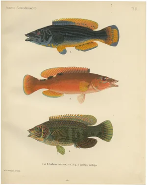 Wilhelm von Wright, Wrasse Duo and Corkwing, 1895, Print