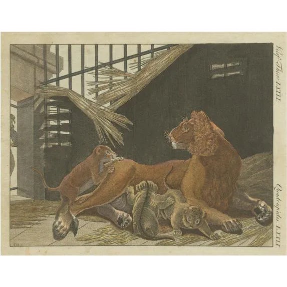 After Bertuch, Lion and Lion Cubs, 1790s, Engraving on Paper For Sale