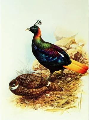 1995 Birds of China "Impeyan Monal" (Himalayan Pheasant) Salesman Portfolio Sample Print by J F Lansdowne