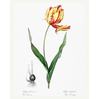 Didier's Tulip by Redouté, Vintage Botanical Art Print, 16" X 20" For Sale