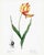 Didier's Tulip by Redouté, Vintage Botanical Art Print, 16" X 20" For Sale