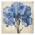 Blue Iris No. 1 – Antique Botanical Fine Art Print For Sale