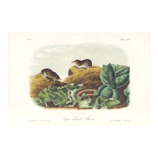 1851 Audubon Quadruped Octavo Lithograph "Plate 70 Shay's Least Shrew" For Sale
