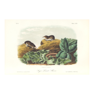 1851 Audubon Quadruped Octavo Lithograph "Plate 70 Shay's Least Shrew"