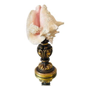 1960s Nature’s Beauty Conch Sea Shell Assemblage on Italian Gilded Wood Pricket