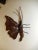 Midcentury Italian Brutalist Wrought Iron Butterfly Sconce For Sale - Image 4 of 12