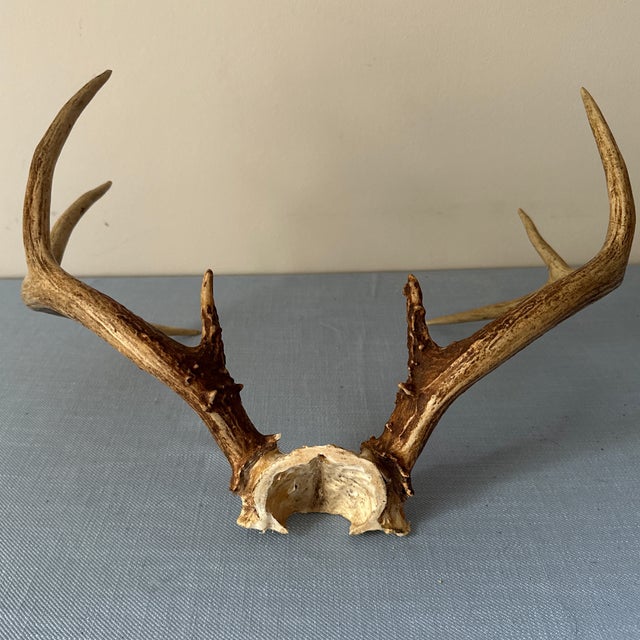 Vintage Eight Point Antlers For Sale In Nashville - Image 6 of 7