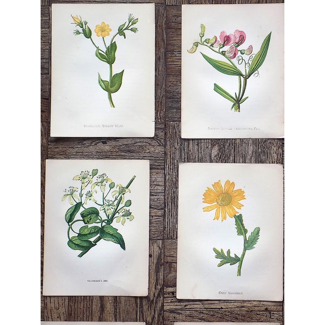 This set of twelve (12) authentic antique 19th century chromolithographs (each color laid in with a separate lithographic...