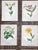 This set of twelve (12) authentic antique 19th century chromolithographs (each color laid in with a separate lithographic...