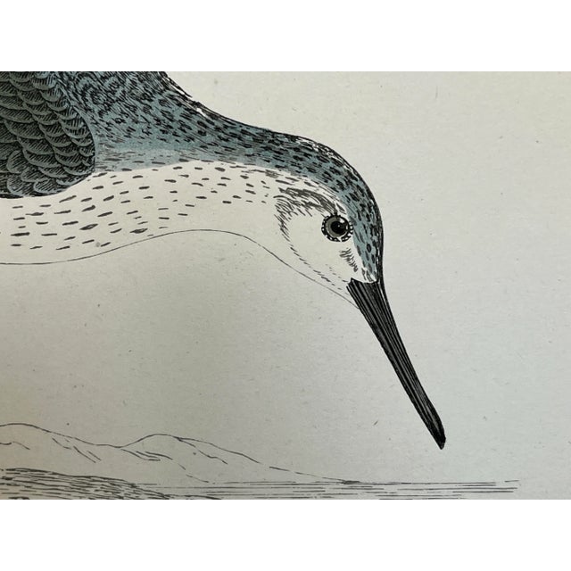 Antique Bird Print From England Showcasing a Yellow Shanks - Circa 1888 For Sale - Image 4 of 12