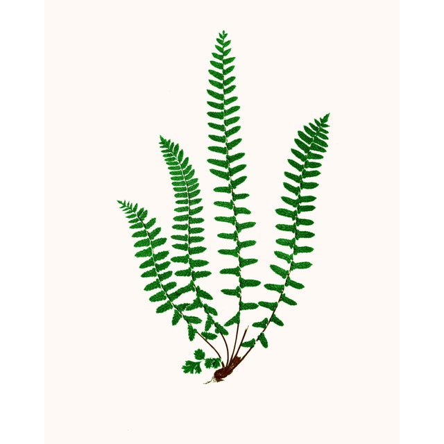 Not Yet Made - Made To Order British Fern Contemporary Reproduction Print Collection, Set of 12 For Sale - Image 5 of 9