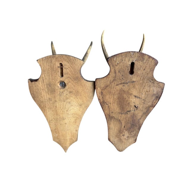 1930s 1930s Pair of Roe Deer Trophies 137, Black Forest Antlers For Sale - Image 5 of 6
