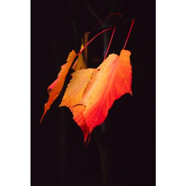 Paul Cooklin, Maple Leaves, Edition of 50 For Sale - Image 7 of 7